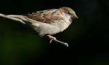 House Sparrow <i>Passer Domesticus</i>