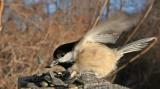 Black-Capped Chickadee <i>Poecile Atricapilla</i>