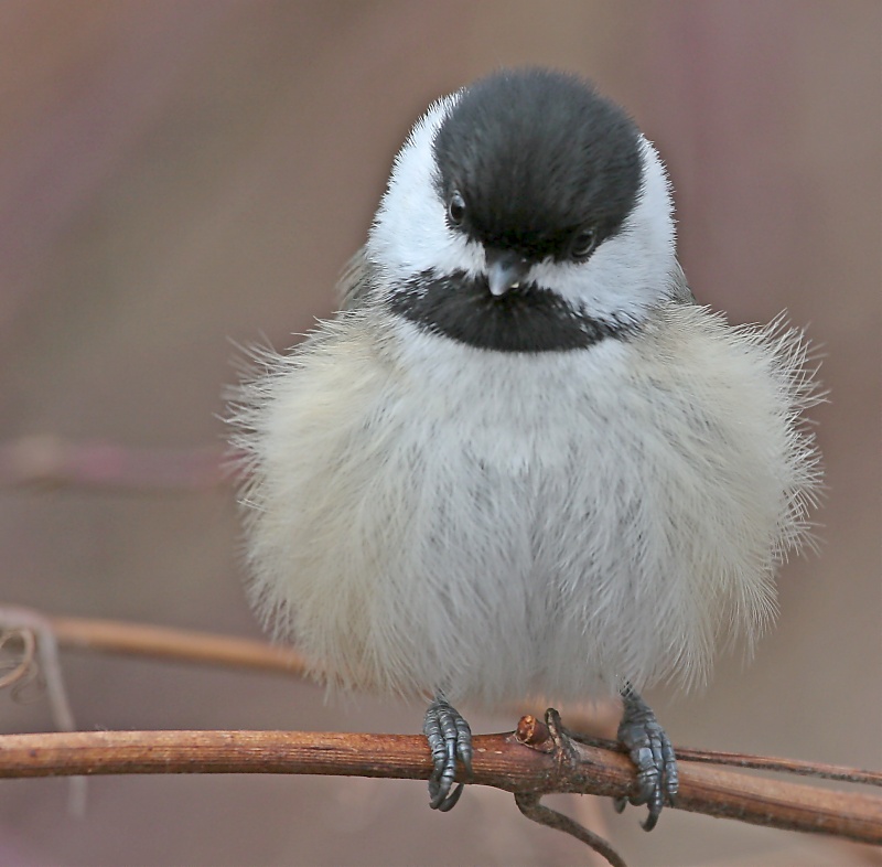 Fluffy Chickadee <i>Poecile Atricapilla</i>