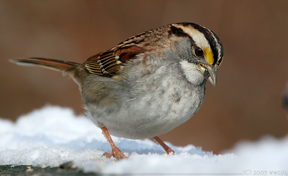 White Throated Sparrow <i>Zonotrichia albicollis</i>