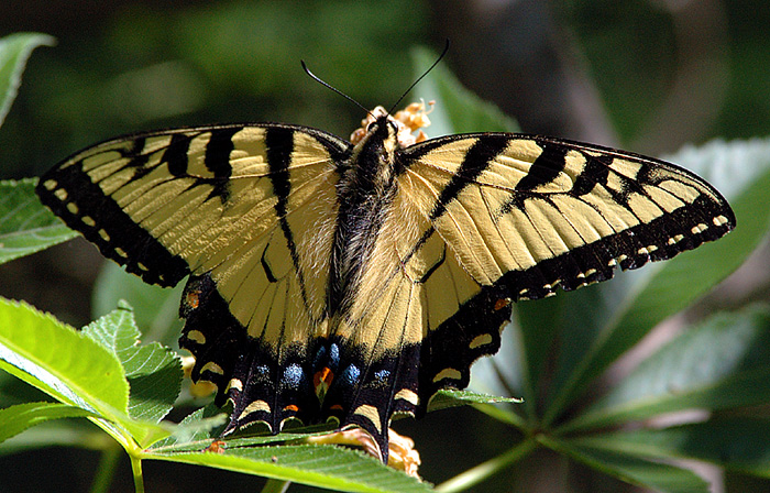 Eastern Tiger Swallowtail (Papilio glaucus) male