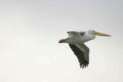 u48/xtranch/medium/37113351.whitepelican.jpg