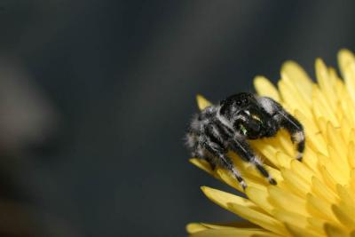 u48/xtranch/medium/37113596.jumpingspider.jpg