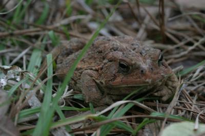 u48/xtranch/medium/37204452.toad.jpg