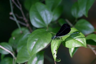 damsel fly 2.jpg