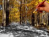 Painted forest.jpg