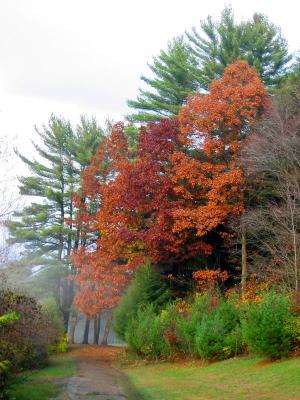 Pennsylvania - Burning Red, Fall Colors