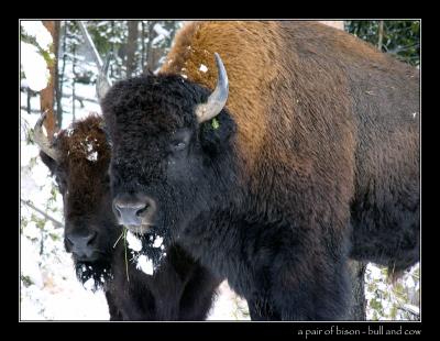 11-04apairofbison.jpg