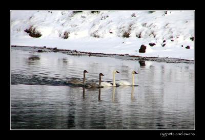 11-04cygnetsandswans.jpg