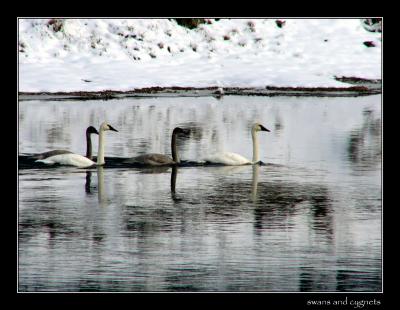 11-04swansandcygnets.jpg