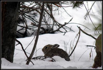 2-05petercottontail.jpg