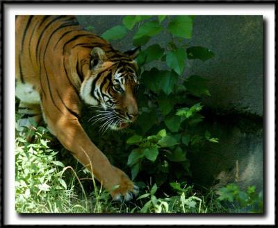 EDIT_DSC_0544_W_JUNE_ZOO_8X10.tif