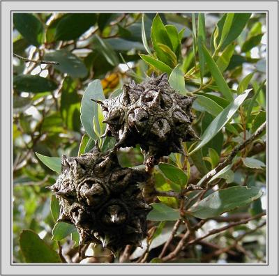 u48/yvonneii/medium/30450570.Eucalyptuslehmanniibushyyategum.jpg