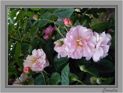 u48/yvonneii/medium/35546222.Cornelia.2004.1.jpg