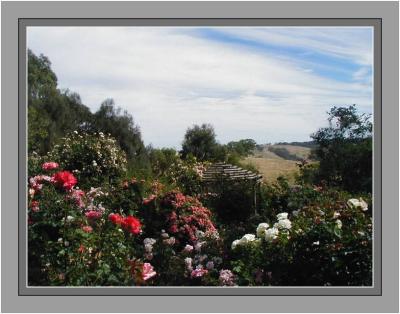 Summer amongst the roses