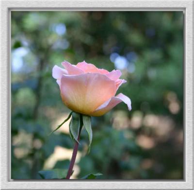 Sweet Sonata rosebud
