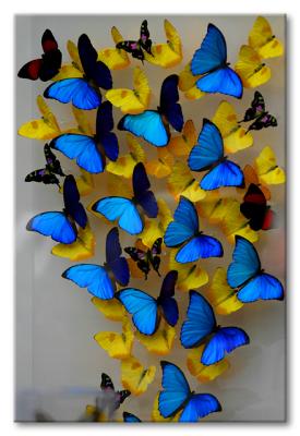 Natural butterflies