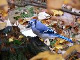 Blue Jay <))