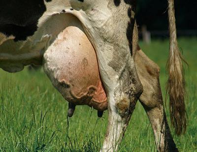 Surrogated mother
