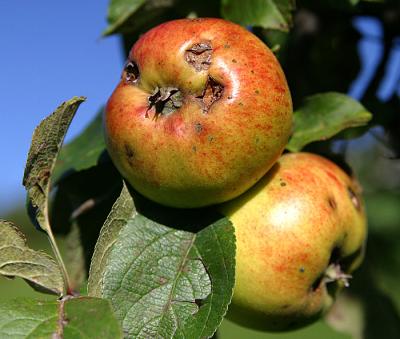 a BIO apple