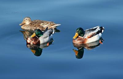 three ducks together