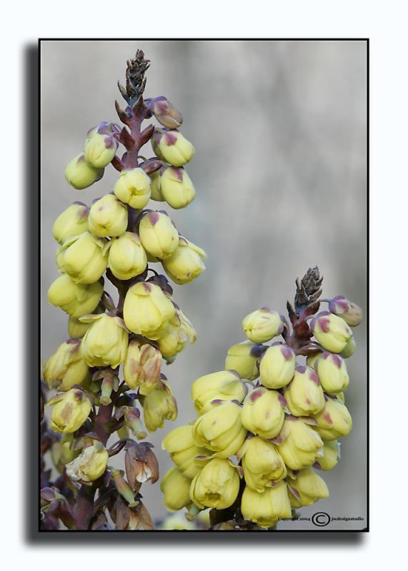 Mahonia bealei Bloom