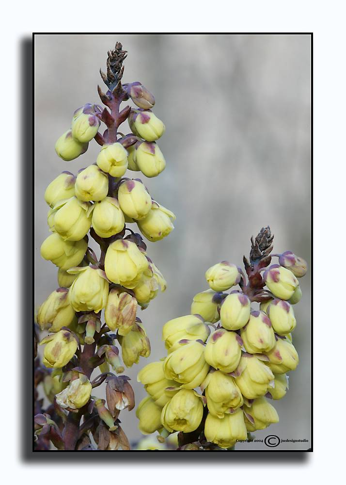 Mahonia bealei Bloom