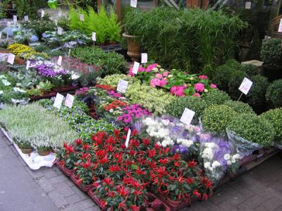 The Floating Flower Market