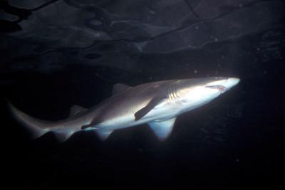 Sydney Aquarium