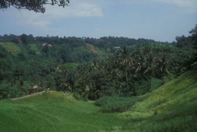 Lush Green Bali