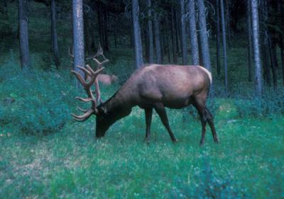 Elk