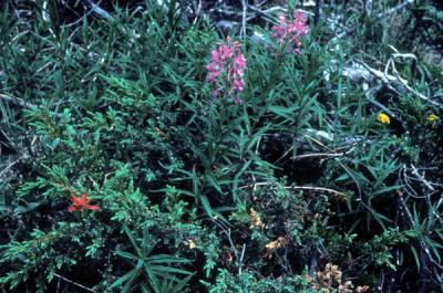 Wild Flowers