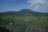 Beautiful Rice Fields