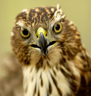 Raptors & other Buzzards