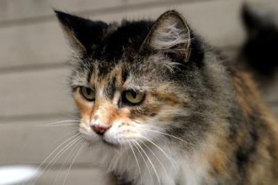 Fishy the Cat 2
