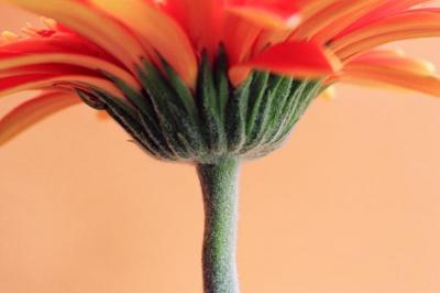 Stem
