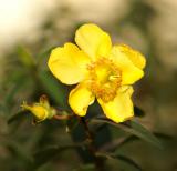 autumn flower