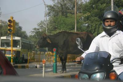 A poor cow stranded on a highway divider.
