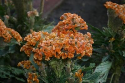 Unique indiginous plant