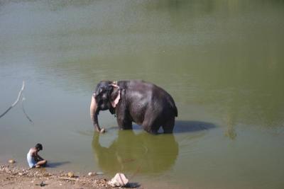 Elephant bathing outside Amber Fort
