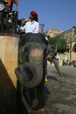 
Elephant ride up to the fort
