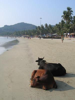 
Palolem beach