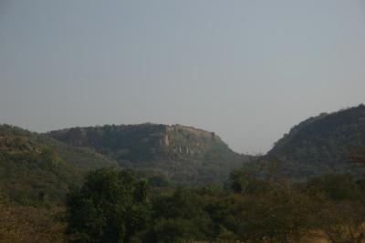 Ranthambore Fort
The park is 98,900 acres