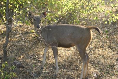 Nilgai (antelope)