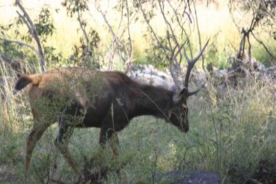 Nilgai (antelope) Male