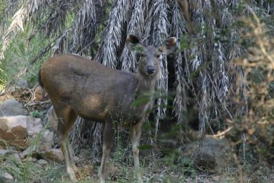 Nilgai (antelope) female