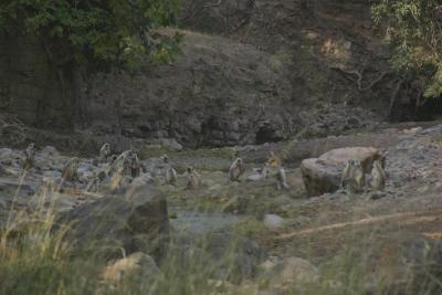 Monkeys (Sambar, I believe) congregating