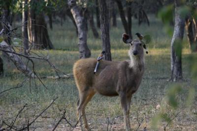 Birds pearched on the antelope