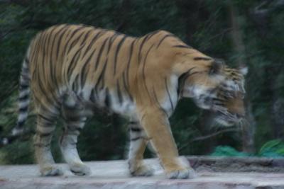 1st Tiger sighting, and what a good one!!!!!!