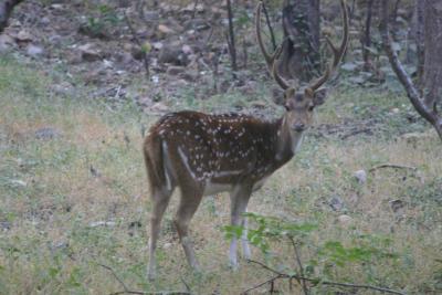 Chital -  spotted deer